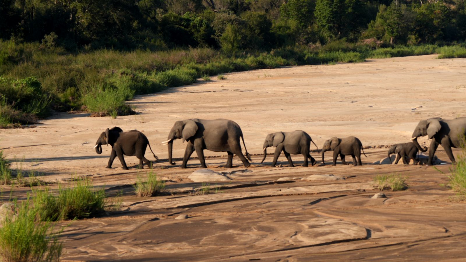 Elefantes en el Kruger