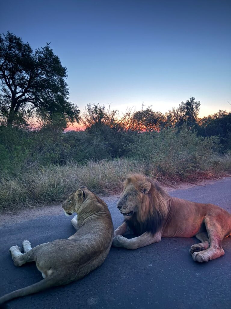 Pareja de leones en el Parque Kruger.